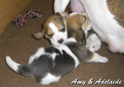 Beagle Welpen an der Zitze